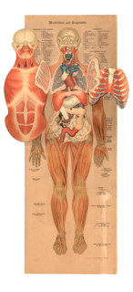 Human anatomy, muscles, musculature and organs, reproduction of a historical school picture, mural