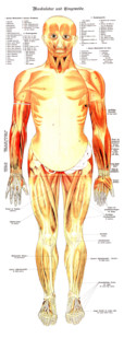 Human anatomy