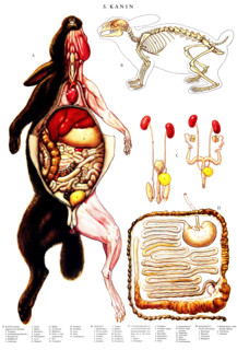 Anatomy, animal kingdom, anatomical illustration showing in detail the internal structure of a