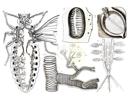 Anatomy