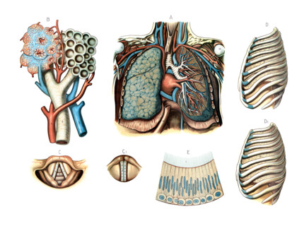 Anatomical illustrations of the human respiratory system, showing the lungs, bronchial system,