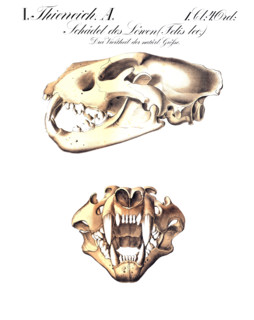 Anatomy, animal kingdom, skull of a lion, Felis leo, reproduction of a historical school picture,