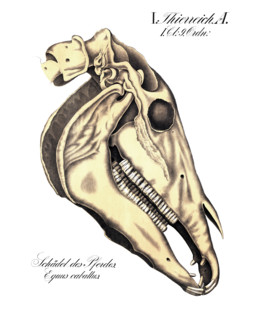 Anatomy, animal kingdom, skull of the horse. Equus caballus, reproduction of a historical school