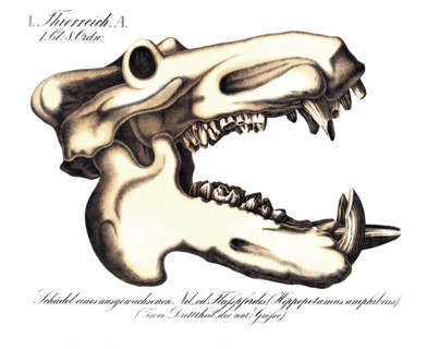 Anatomy, animal kingdom, skull of an adult hippopotamus, Hippopotamus amphibius, reproduction of a