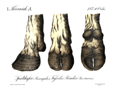 Animal kingdom, anatomy, cloven ungulate, bisungula, bovine foot, Bos taurus, reproduction of a