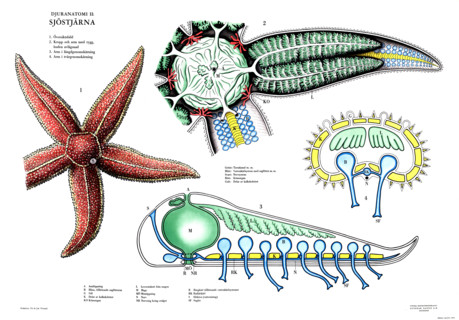 Animal kingdom, anatomy, anatomy of a starfish. The various diagrams illustrate both the external
