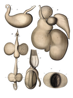 Anatomy