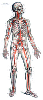 Anatomy