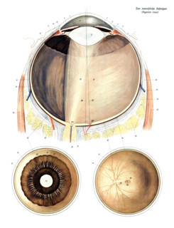 Anatomy