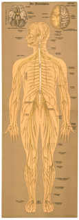 Anatomy