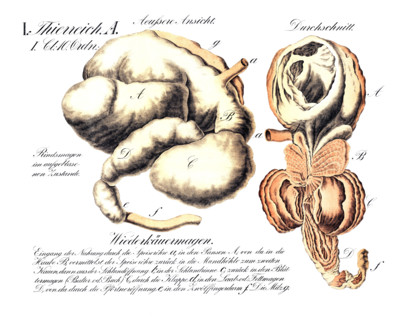 Anatomy, animal kingdom, ruminant stomach, external view and cross-section. Bovine stomach in
