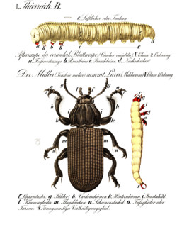 Anatomy of the animal kingdom