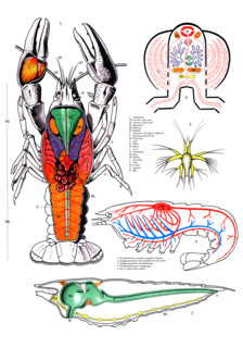 Animal anatomy