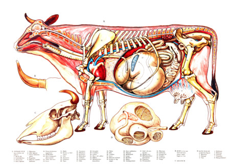 Animal anatomy