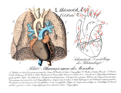 Human blood and respiratory organs