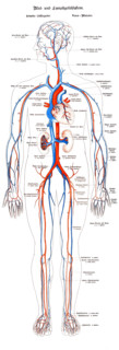 System of blood vessels and lymphatic vessels