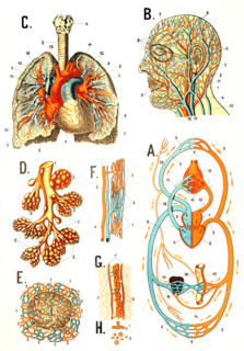 The human cardiovascular system and the structure of the respiratory organs