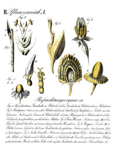 Botany