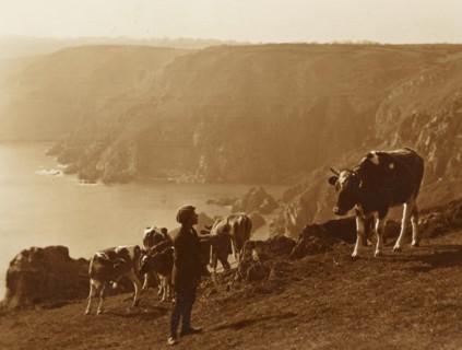 United Kingdom, young boy with cow at Cliffs of Icart in Guernsey Island, 1950 circa