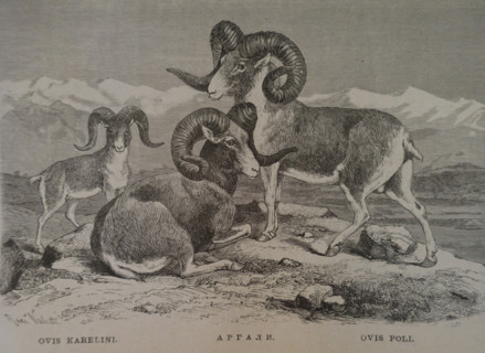 Argali