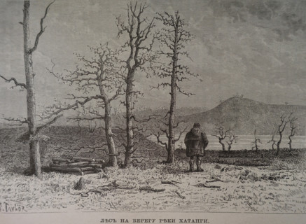 Forest on the bank of the Khatanga River