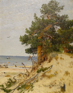 Pines on the gulf coast