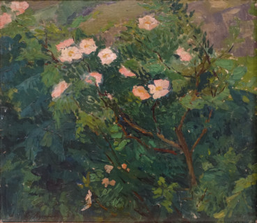 Blooming Rosebush