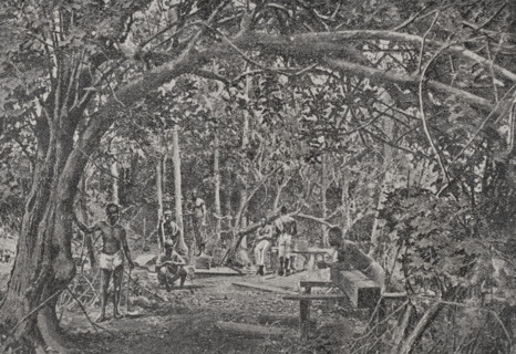 Cutting timber in a Lower Congo forest. Photogravure from a photograph by the Rev. R. D. Darby.