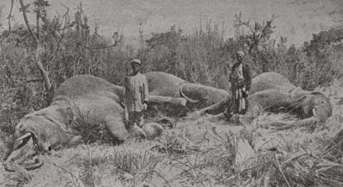 Africa. Elephant hunters. Photogravure from a photograph by Mr. Ernest Gedge, Imperial British East