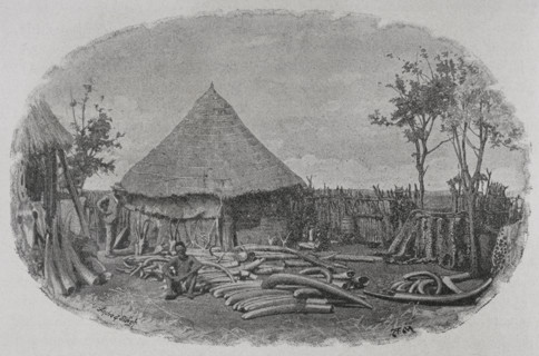 Botswana, Africa. Elephant tusks depot in Pandamatenga. Trader's store. Photogravure by Andre &