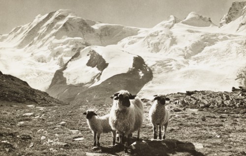 On Rotenboden above Zermatt, Lyskamm, Castor and Pollux, Switzerland