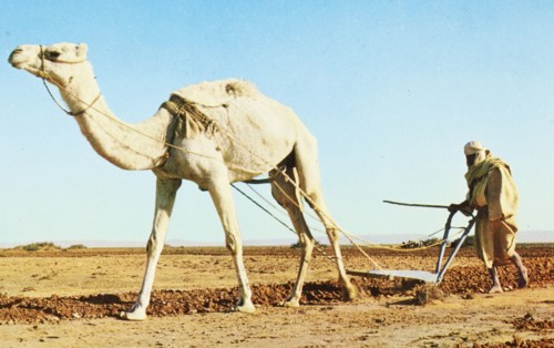 Libya Plough with Camel Ediz