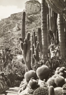 Exotic Garden of Monaco, Monte Carlo, Principality of Monaco