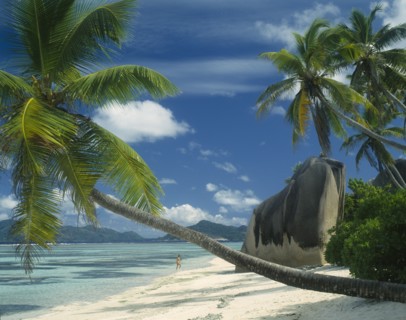 SEYCHELLES, La Digue, Reunion Beach, Large boulders by the waters edge with a coconut palm tree