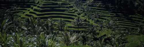 INDONESIA, Bali,  Rice paddy fields in terraces with palm trees