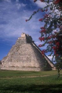 MEXICO, Yucatan, Uxmal, Mayan ruin Pyramid dating from 1000 AD with overhanging flowers on a tree