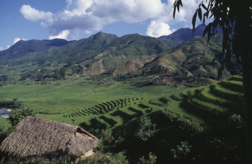 VIETNAM, North, Sapa, Rice terraces on the foothills of mountains