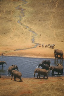 WILDLIFE, Big Game, Elephants, African Elephant herd (loxodonta africana) at watering hole on dry