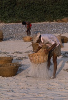 INDIA, Goa, Colva Beach, Men sifting sand from sun dried fish in baskets