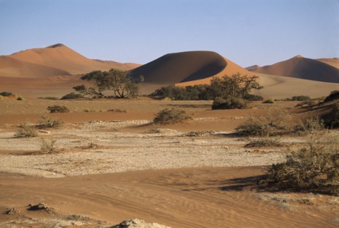 NAMIBIA, Namib Desert, Sossusvlei, Sand dunes and desert plants in clay pan