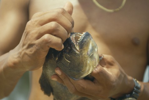 BRAZIL, Pantanal, Piranha Fish, Man opening mouth of fish to exposed teeth