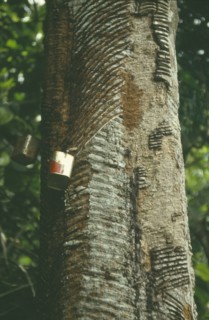 BRAZIL, Amazonas, Amazon, Rubber tree tapping devices