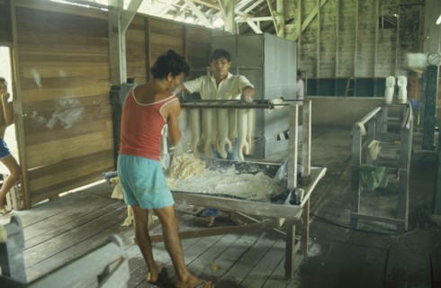 BRAZIL, Near Santarém, Betterra, Local rubber factory with men making rubber gloves