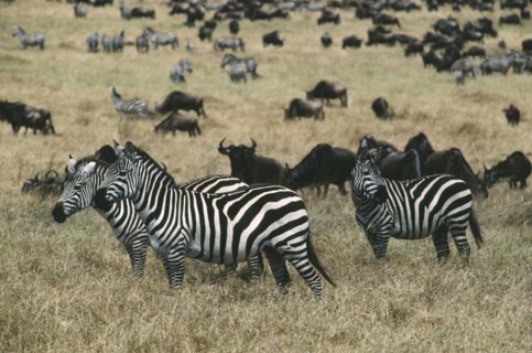 WILDLIFE, Big Game, Zebra, Group of Burchell’s Zebra (equus burchelli) among wildebeast on savannah