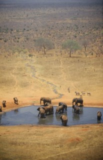 WILDLIFE, Big Game, Elephants, African Elephant herd (loxodonta africana) at watering hole on dry