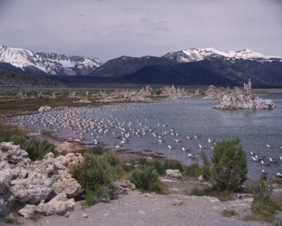 USA, California, Tufa State Reserve, Mono Lake. View across lake to snow-capped mountains with
