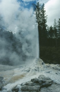 NEW ZEALAND, North Island, Waiotapu, Lady Knox geyser.