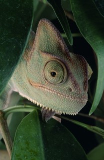 NATURAL HISTORY, Reptile, Chameleon, "Yemen Chameleon, view of head and green leaves against black