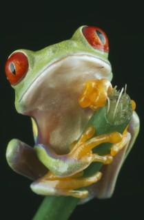 NATURAL HISTORY, Amphibian, Frog, Red-eyed Tree Frog