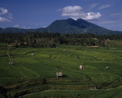 INDONESIA, BALI, View over green paddy fields with palm forest and mountains in the distance